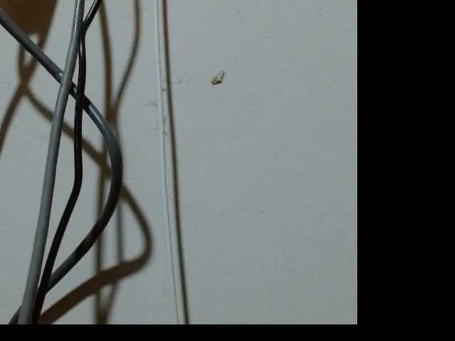 ladydeathz0 on BongaCams